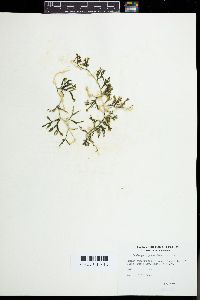 Caulerpa cupressoides image