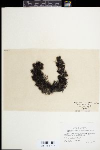 Sargassum linearifolium image