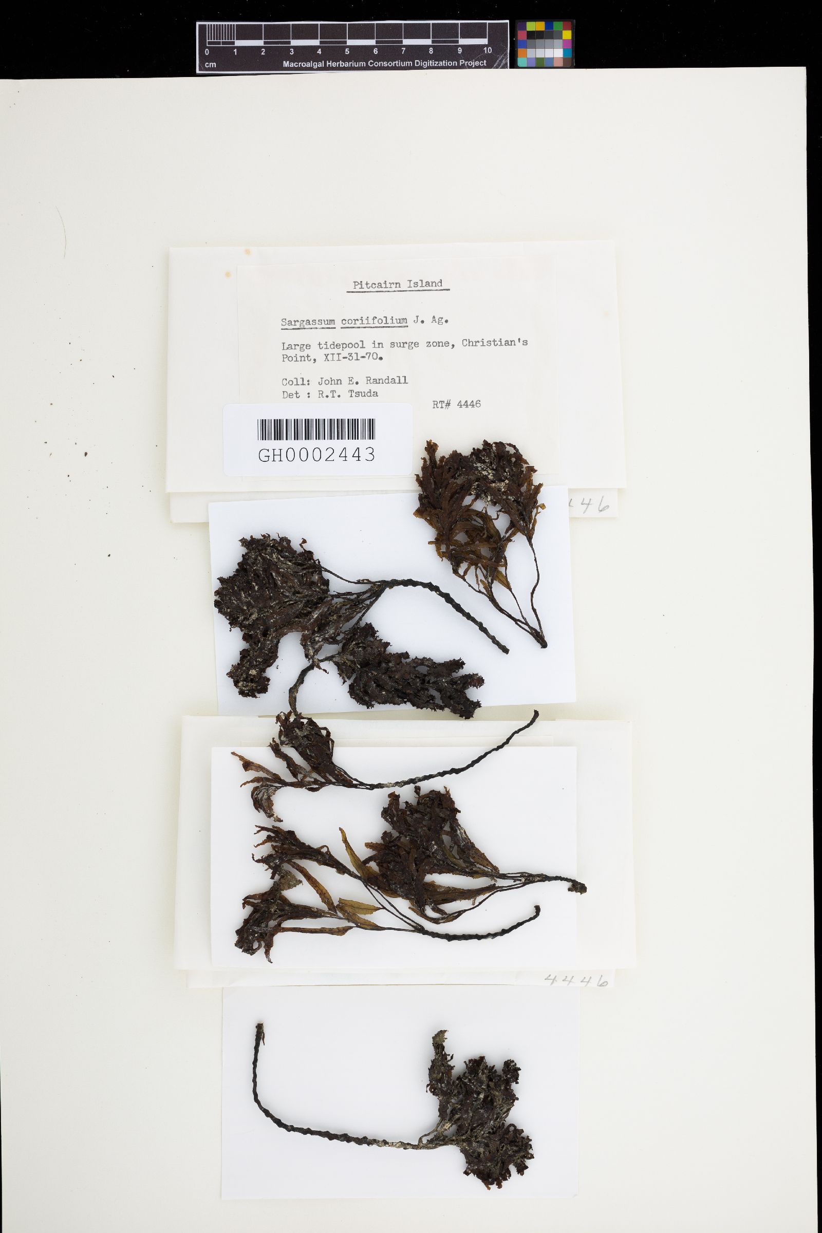 Sargassum coriifolium image