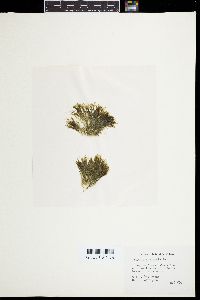 Bryopsis pennata image