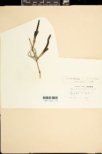 Cymodocea serrulata image