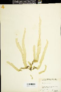 Phycoseris fasciata image