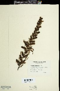 Sargassum duplicatum image