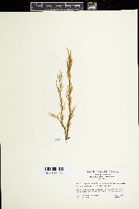 Papenfussiella callitricha image