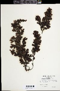 Sargassum duplicatum image