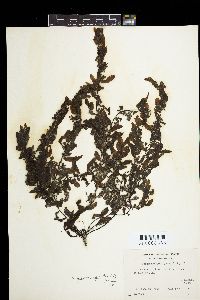 Sargassum polycystum image