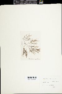 Neosiphonia japonica image
