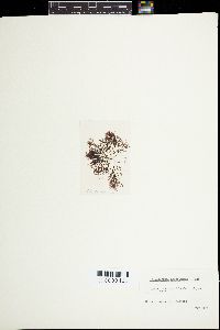 Neosiphonia japonica image