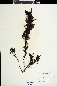Sargassum micracanthum image