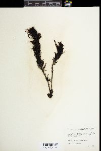 Sargassum micracanthum image
