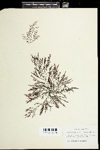Pterochondria woodii image