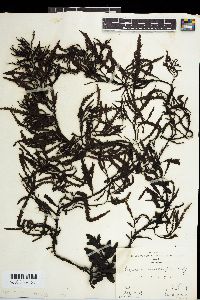 Sargassum macrocarpum image