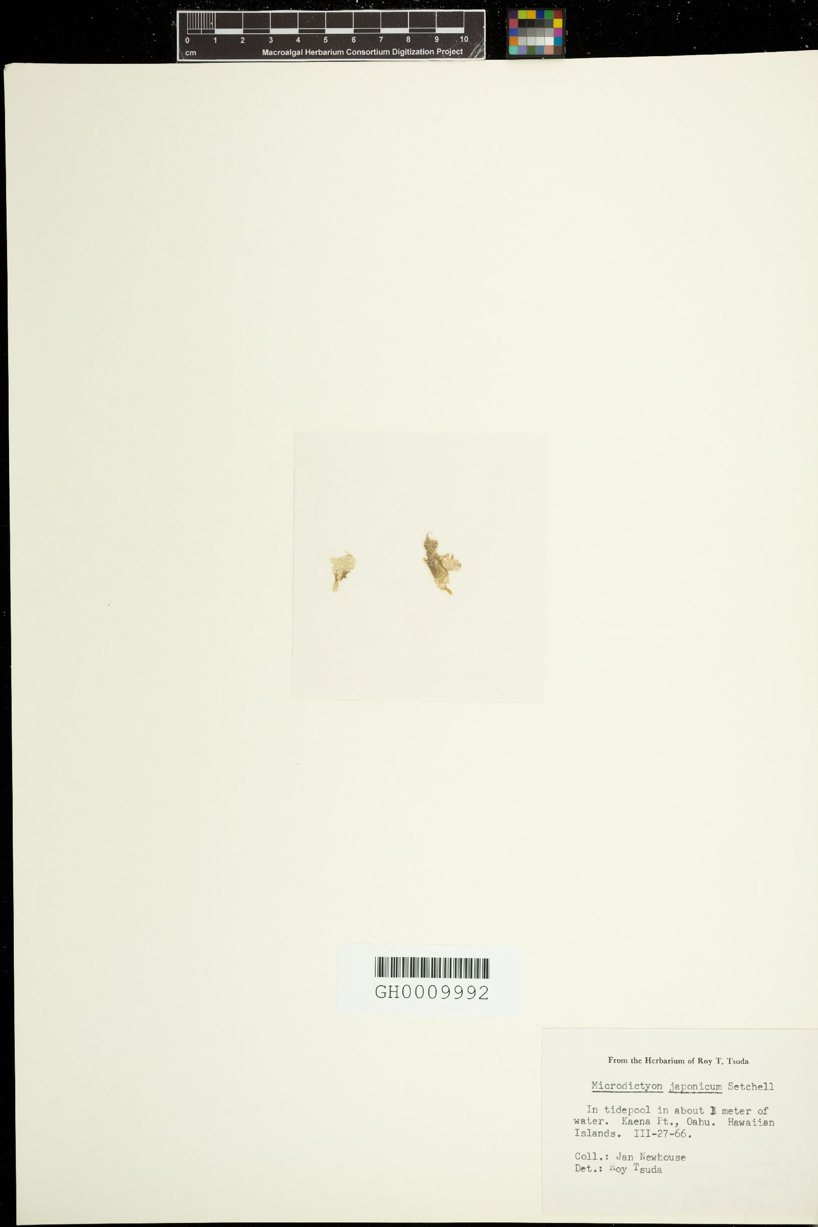 Microdictyon japonicum image