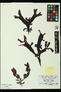 Mastocarpus alaskensis image