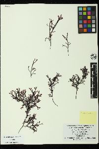 Mastocarpus californianus image