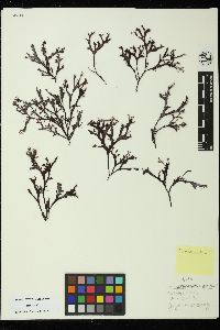 Mastocarpus intermedius image