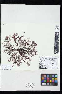 Polysiphonia hendryi var. deliquescens image