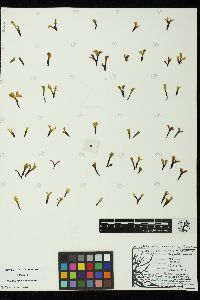 Mazzaella parksii image