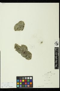 Cladophora columbiana image