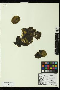 Colpomenia peregrina image