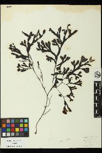 Fucus spiralis image