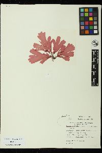 Hymenena flabelligera image