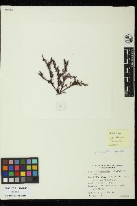 Mastocarpus intermedius image
