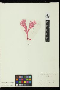 Callophyllis stenophylla image