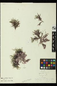 Corallophila eatoniana image