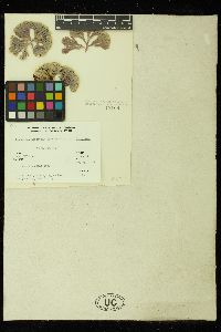 Bossiella orbigniana subsp. dichotoma image