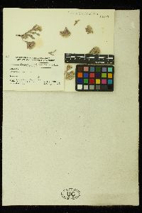 Bossiella orbigniana subsp. dichotoma image