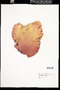 Grateloupia doryphora image