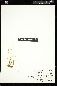 Punctaria tenuissima image