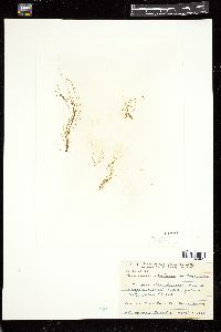 Asperococcus echinatus image