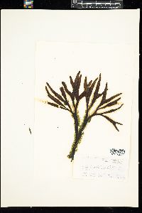 Bachelotia antillarum image