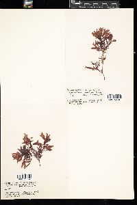 Phyllophora membranifolia image