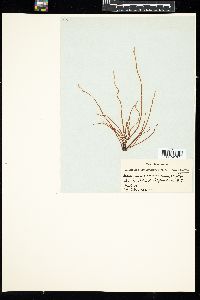 Halosaccion ramentaceum image