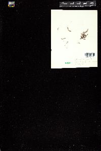 Pterosiphonia gracilis image