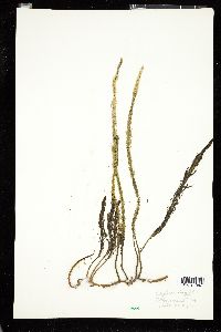 Image of Caulerpa longifolia
