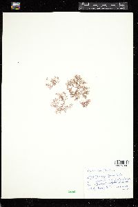 Pterothamnion villosum image