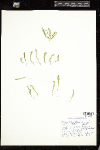 Chaetomorpha intestinalis image