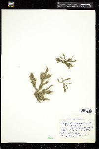 Spongomorpha mertensii image