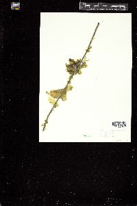 Punctaria orbiculata image