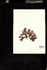 Cryptopleura lobulifera image