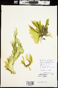 Kornmannia leptoderma image