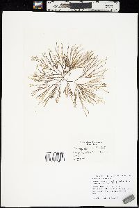 Scinaia japonica image