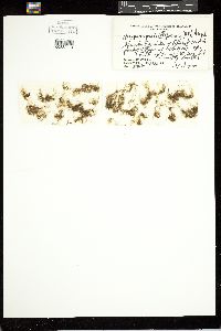 Urospora penicilliformis image