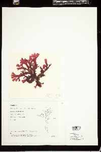 Callocolax neglectus image