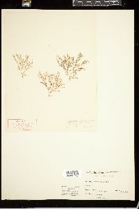Ceramium arborescens image