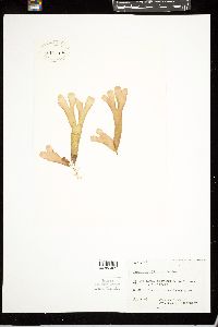 Rhodymenia wilsonis image